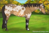 Horse Color:Buckskin Ice 