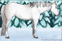Horse Color:Gray White Spotted Chestnut 