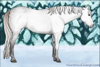 Horse Color:Gray Silver Bay 