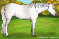 Horse Color:Gray Silver Buckskin 