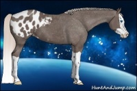 Horse Color:Silver Black Splash Appaloosa 