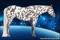 Horse Color:Silver Blue Roan Near Leopard 