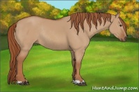 Horse Color:Red Dun Rabicano 
