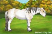 Horse Color:White Spotted Buckskin