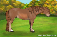 Horse Color:Chestnut Rabicano 