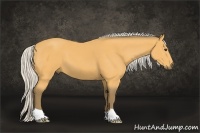 Horse Color:Silver Buckskin 