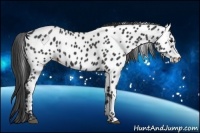 Horse Color:Black Near Leopard 