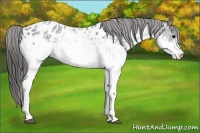 Horse Color:White Spotted Blue Roan Near Leopard 