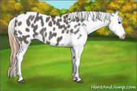 Horse Color:Buckskin Dun Blanket 