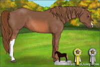 Horse Color:Liver Chestnut 