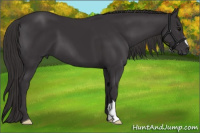 Horse Color:Smoky Black