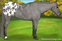 Horse Color:Grullo Appaloosa 