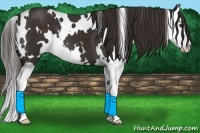 Horse Color:White Spotted Liver Chestnut Splash 