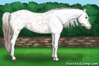 Horse Color:Bay Tobiano Appaloosa 