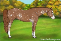 Horse Color:White Spotted Chestnut Splash