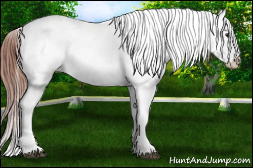 Horse Color: Bay Dun Blanket 