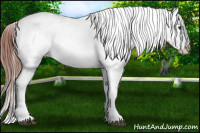 Horse Color:Bay Dun Appaloosa 