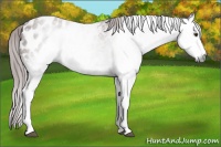 Horse Color:Gray White Spotted Chestnut Appaloosa 