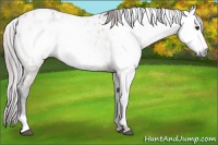 Horse Color:Gray White Spotted Bay Dun Near Leopard Rabicano 