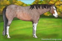 Horse Color:Bay Roan Splash 