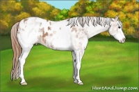 Horse Color:White Spotted Chestnut Sabino Splash Appaloosa 