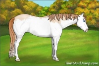 Horse Color:Gold Champagne Roan Dun Splash 