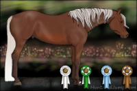 Horse Color:Silver Bay 