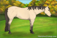 Horse Color:Buckskin Dun Sabino 