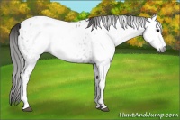 Horse Color:Gray Smoky Black Near Leopard Rabicano 
