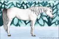 Horse Color:Gray White Spotted Bay 