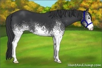 Horse Color:White Spotted Black 