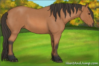 Horse Color:Bay Roan 