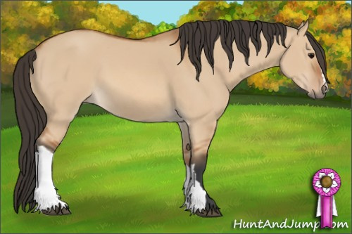 Horse Color: Bay Dun 