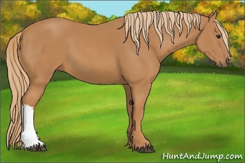 Horse Color: Chestnut 