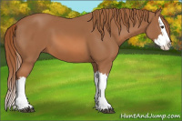 Horse Color:Chestnut Splash 