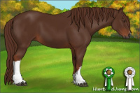 Horse Color:Gray Chestnut 