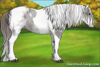 Horse Color:White Spotted Grullo Splash Tobiano Appaloosa Rabicano