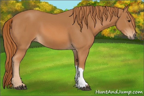 Horse Color: Chestnut 