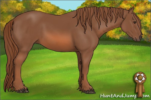 Horse Color: Liver Chestnut 