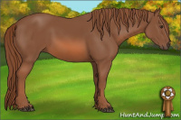 Horse Color:Liver Chestnut 