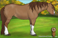 Horse Color:Gray Red Dun 