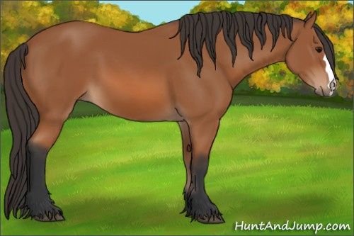 Horse Color: Bay 
