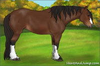 Horse Color:Gray Bay 