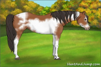 Horse Color:Bay Tobiano Frame 