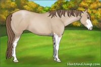 Horse Color:Grullo Pearl Sabino