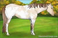 Horse Color:White Spotted Bay Pearl Dun