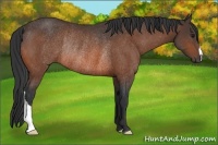 Horse Color:Bay Rabicano 