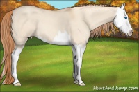 Horse Color:Gold Champagne Dun Splash 