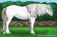 Horse Color:Grullo Splash Appaloosa 