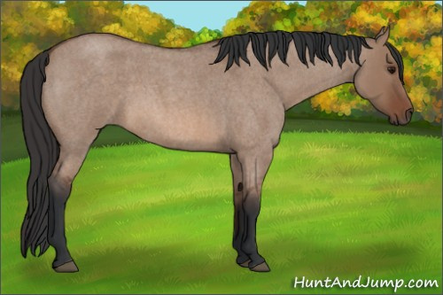 Horse Color:Bay Roan Dun